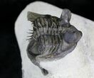 Amazing Tower-Eyed Erbenochile Trilobite - #24772-3